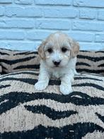 Maltipoo pups, maltezer x toy poedel, Parvo, Nederland, Overige rassen, 8 tot 15 weken