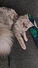 lange haar katten, Dieren en Toebehoren, Katten en Kittens | Raskatten | Langhaar, Meerdere dieren, 0 tot 2 jaar
