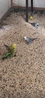 Mooie parkieten te koop, Meerdere dieren, Parkiet