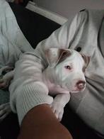 Am Bully xl / Am Stafford, Dieren en Toebehoren, België, Particulier, Overige rassen, 8 tot 15 weken