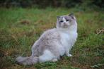 Blue bicolor ragdoll dekkater getest uit Rusland