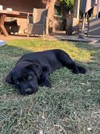 Lieve gesocialiseerde labrador pup zwart, Dieren en Toebehoren, Honden | Retrievers, Spaniëls en Waterhonden, 8 tot 15 weken, Labrador retriever