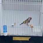 Kleine putters, Meerdere dieren, Wildzangvogel