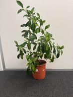 Bonsai Ficus Gingseng 55-65 cm., Ophalen of Verzenden, Ficus, Minder dan 100 cm