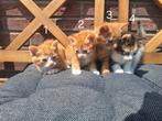 Super lieve en mooie kittens  te koop., Dieren en Toebehoren, Katten en Kittens | Overige Katten, Meerdere dieren, Kortharig