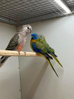 Bourkes & turquoisine parkiet, Meerdere dieren, Parkiet
