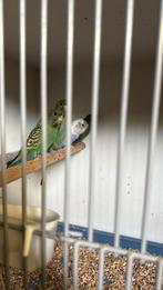 Groene blackface (jonge vogels) ook te ruil, Meerdere dieren, Parkiet, Geringd
