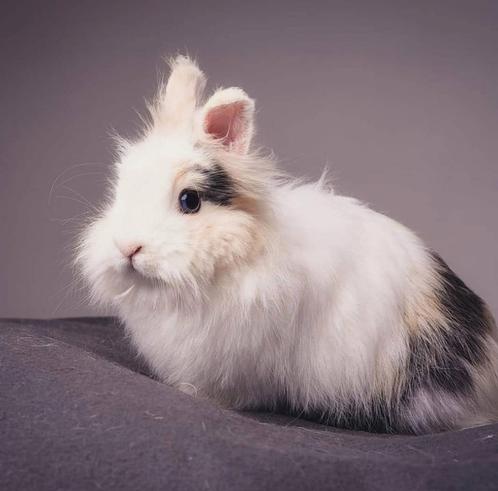 Vrouwtjes konijnen (teddy dwerg konijnen), Dieren en Toebehoren, Konijnen, Dwerg, Vrouwelijk, 3 tot 5 jaar