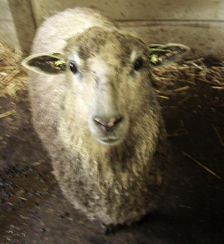 Aanhankelijk lam met mooie lokken spinwol wensleydale, Dieren en Toebehoren, Schapen, Geiten en Varkens, Schaap, Vrouwelijk, 0 tot 2 jaar