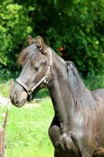 Gezocht kleinschalige opfok voor 1 hengstje, Opfok, 1 paard of pony