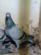 Jonge duivin, Dieren en Toebehoren, Vogels | Duiven, Vrouwelijk, Postduif