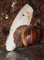Afrikaanse reuzenslakken (Achatina Retucilata) te koop, Dieren en Toebehoren, Reptielen en Amfibieën