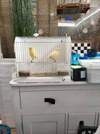 Gloster canary couple, Dieren en Toebehoren, Meerdere dieren, Postuurkanarie
