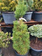 Pinus nigra  fronk, Tuin en Terras, Planten | Bomen, Ophalen, Overige soorten