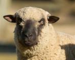 Gezocht Shropshire ram, Dieren en Toebehoren, Schapen, Geiten en Varkens, Mannelijk, Schaap