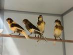 Diverse kanaries, Meerdere dieren