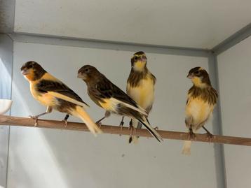 Diverse kanaries beschikbaar voor biedingen