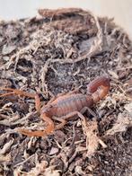Schorpioen Hottentotta rugiscutis volwassen vrouw., Dieren en Toebehoren, Insecten en Spinnen, Spin of Schorpioen
