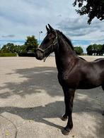 Prachtige friese mix jaarling ruin, Dieren en Toebehoren, Pony's, Ruin, Recreatiepony, 0 tot 2 jaar