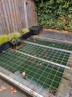 Vissen (eventueel inclusief pomp en vijver), Karper of Koi