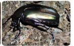 Protaetia cuprea obscura, Overige soorten