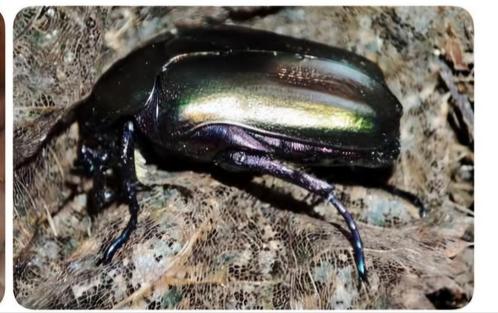Protaetia cuprea obscura, Dieren en Toebehoren, Insecten en Spinnen, Overige soorten