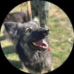 Leuke meisje zoekt huis., Dieren en Toebehoren, Honden | Niet-rashonden, Particulier, Rabiës (hondsdolheid), 1 tot 2 jaar, Buitenland