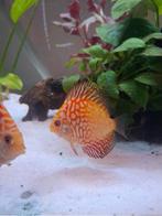 Discus 6 cm., Dieren en Toebehoren, Vis