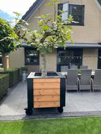 Grote vijgen boom in bak op wielen, Tuin en Terras, Planten | Bomen, Ophalen, Volle zon, Overige soorten