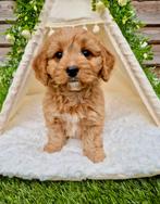 Prachtige boomer x toy poedel pups, Nederland, Overige rassen, CDV (hondenziekte), 8 tot 15 weken