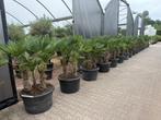 Meerstammige Trachycarpus wagnerianus palmbomen te koop!!, In pot, Halfschaduw, Ophalen of Verzenden, 100 tot 250 cm