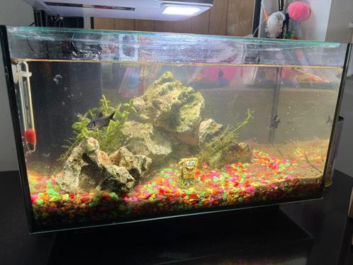Vissen, Dieren en Toebehoren, Vissen | Aquariumvissen, Vis