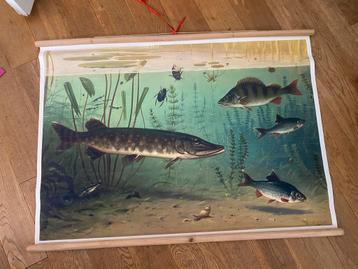 Schoolplaat zoetwatervissen beschikbaar voor biedingen