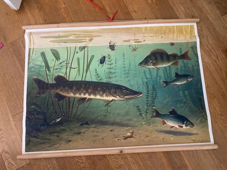 Schoolplaat zoetwatervissen, Antiek en Kunst, Antiek | Schoolplaten, Natuur en Biologie, Ophalen of Verzenden