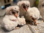 Handtamme kerkuil jongen – geringd – geboren eind december, Dieren en Toebehoren, Vogels | Overige Vogels, Geslacht onbekend, Roofvogel