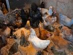 Brahma broedeieren verschillende kleurslagen., Dieren en Toebehoren, Pluimvee