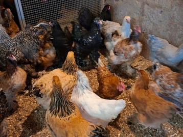 Brahma broedeieren en kuikens verschillende kleurslagen.  beschikbaar voor biedingen