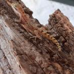 Tropiocolotes tripolitanus nakweek, Dieren en Toebehoren, 0 tot 2 jaar