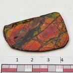 Ammoliet in transparante display. Canada Ammolite, Ophalen of Verzenden