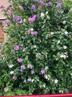 Hibiscus (ca 2 m), Tuin en Terras, Planten | Struiken en Hagen, Ophalen, Overige soorten, 100 tot 250 cm
