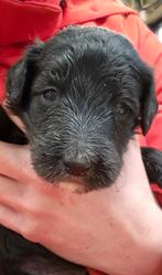 Bordoodle pups (F1) te koop!, 8 tot 15 weken, Parvo, Meerdere, Meerdere dieren