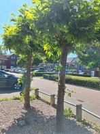 dakplataan bomen, Tuin en Terras, Planten | Bomen, Ophalen, Volle zon, Overige soorten