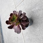 Aeonium arboreum plant, Ophalen of Verzenden, Overige soorten, Volle zon