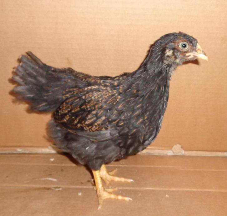 hennen barnevelder dubbelgezoomd groot, Dieren en Toebehoren, Pluimvee, Kip, Vrouwelijk