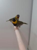 2-2 Kleine cubavinken, Dieren en Toebehoren, Vogels | Overige Vogels, Meerdere dieren, Tropenvogel, Geringd