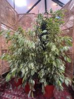 Grote ficus, Ophalen, Ficus, Minder dan 100 cm