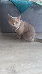 Super lieve britse korthaar vrouwtje, Dieren en Toebehoren, Katten en Kittens | Raskatten | Korthaar, Poes, Ontwormd, 0 tot 2 jaar