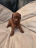 Toypoedel pups red (teacup), Overige rassen, CDV (hondenziekte), 8 tot 15 weken, Meerdere