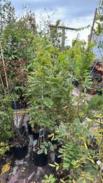 Wisteria’s of blauwe regen wit - blauw 1 pot hoog 175-200, Ophalen, Vaste plant, Halfschaduw, Klimplanten