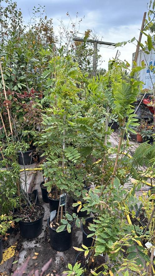 Wisteria’s of blauwe regen wit - blauw 1 pot hoog 175-200, Tuin en Terras, Planten | Tuinplanten, Vaste plant, Klimplanten, Halfschaduw